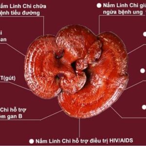 Các Tác Dụng của Nấm Linh Chi