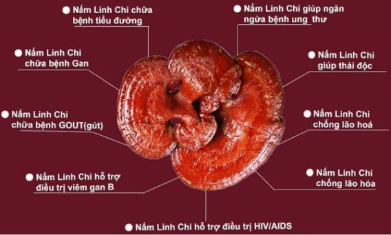 Các Tác Dụng của Nấm Linh Chi