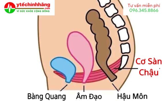 Luyện tập Kegel cho bà bầu đúng cách