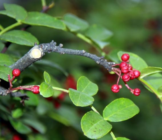 Zanthoxylum chi Xuyên tiêu hay chi Hoa tiêu, chi Hoàng mộc