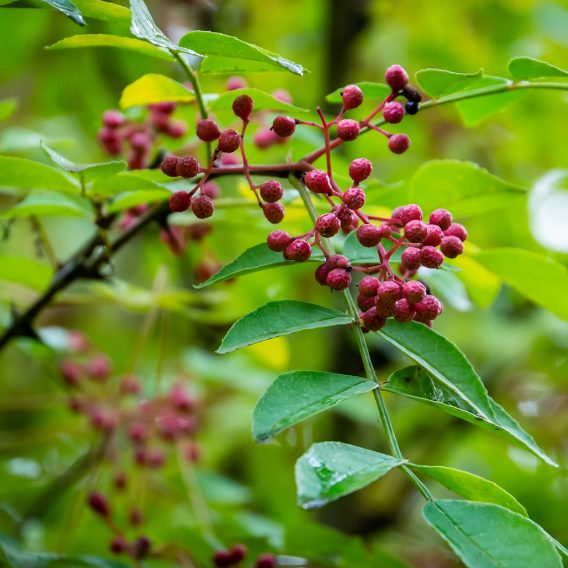 Zanthoxylum chi Xuyên tiêu hay chi Hoa tiêu, chi Hoàng mộc