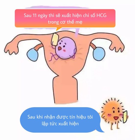 Giá Trị hCG Và Một Số Ý Nghĩa Thai Kỳ