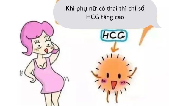 Giá Trị hCG Và Một Số Ý Nghĩa Thai Kỳ