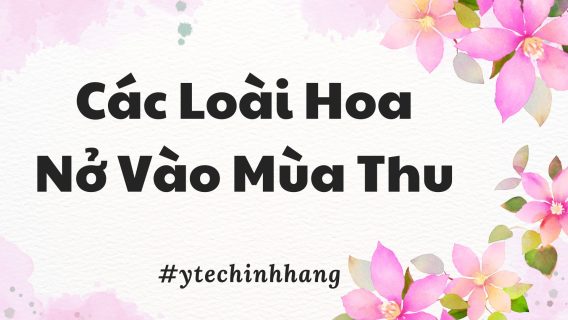 Cac Loai Hoa No Vao Mua Thu