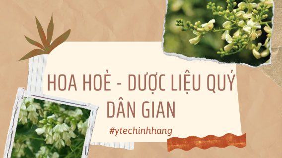 Hoa Hoe Duoc Lieu Quy Dan Gian